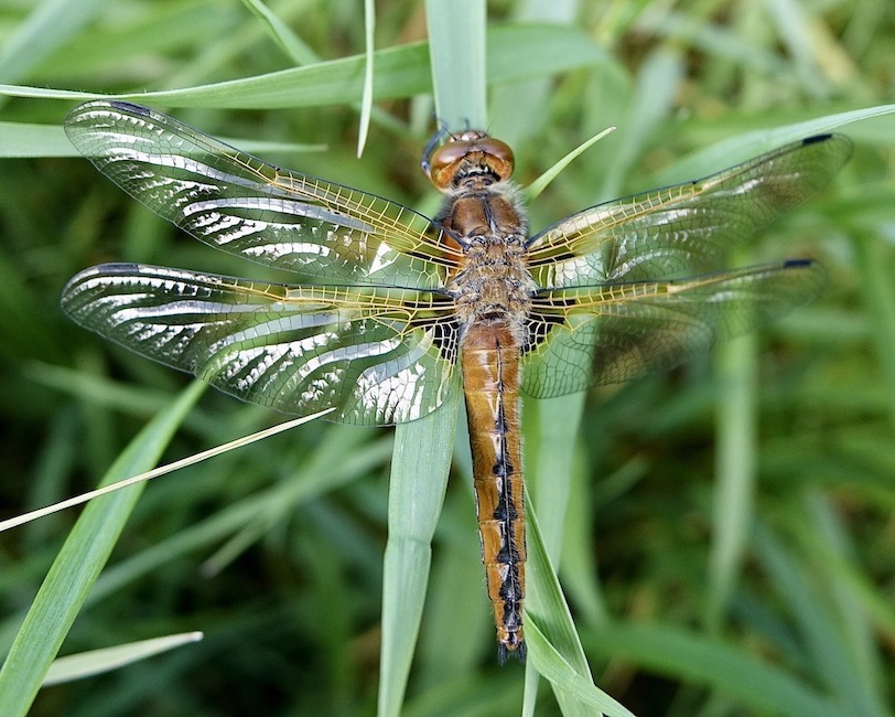 scarce chaser
